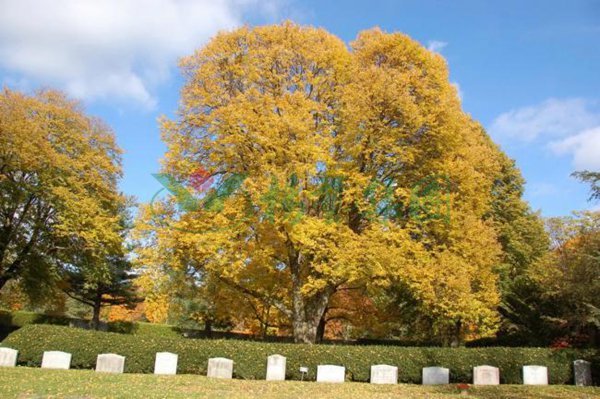 欧博abg(Allbet)官网登录入口