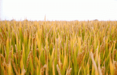 稻谷飘香迎有年|欧博abg生产基地奏响丰收乐章