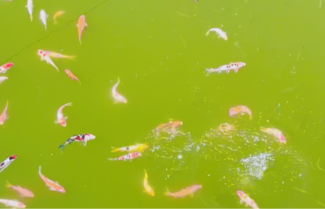 欧博abg(Allbet)官网登录入口