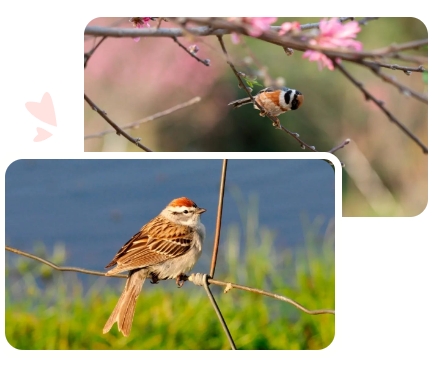 欧博abg(Allbet)官网登录入口