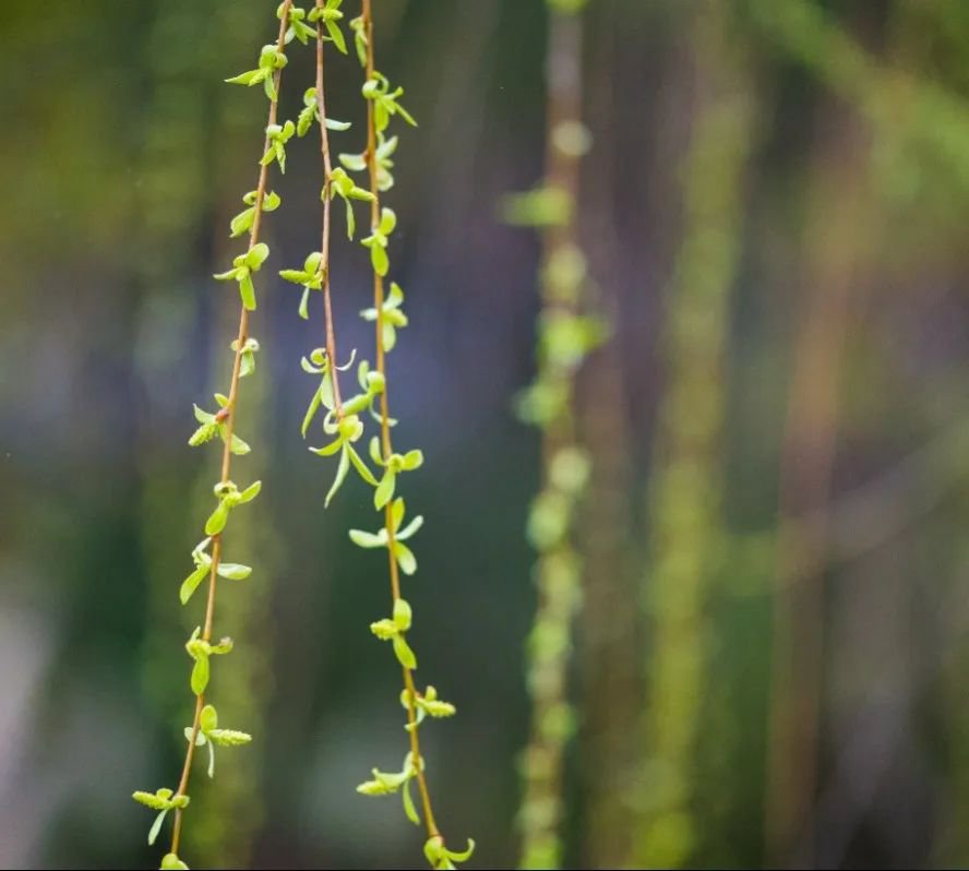 欧博abg(Allbet)官网登录入口